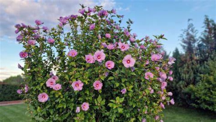 How do you get rose of Sharon to bloom?