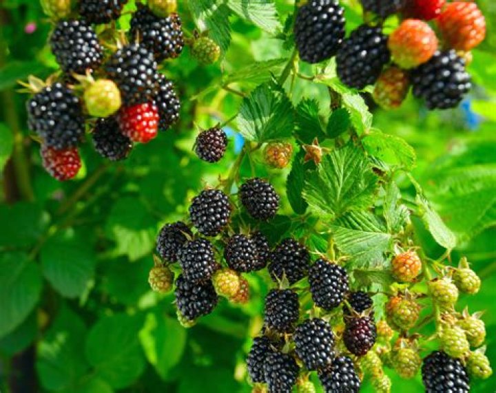 How do you grow a Blackberry?