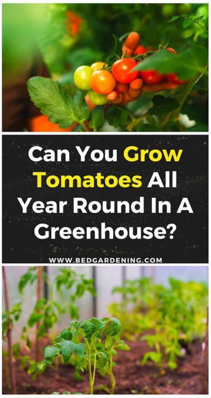 How do you grow tomatoes all year round?