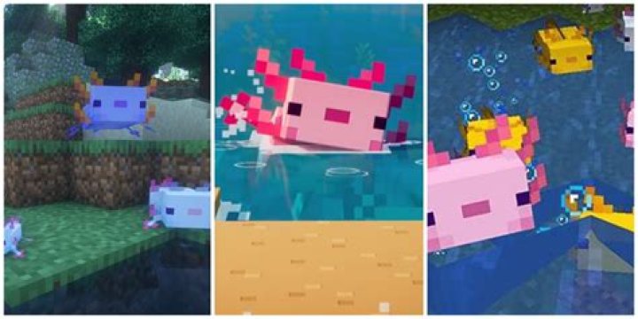 How do you heal an axolotl in Minecraft?