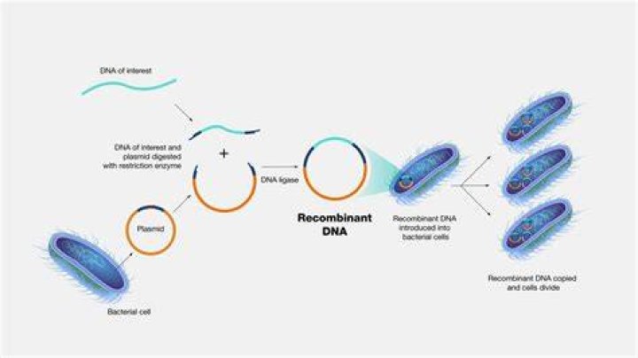 How do you identify recombinants?