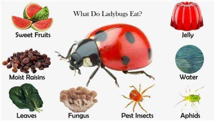 How do you keep a ladybug as a pet?
