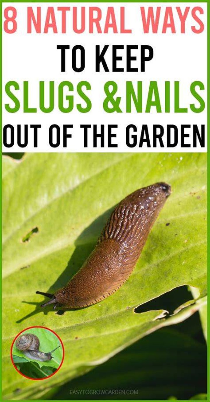 How do you keep hostas out of slugs naturally?
