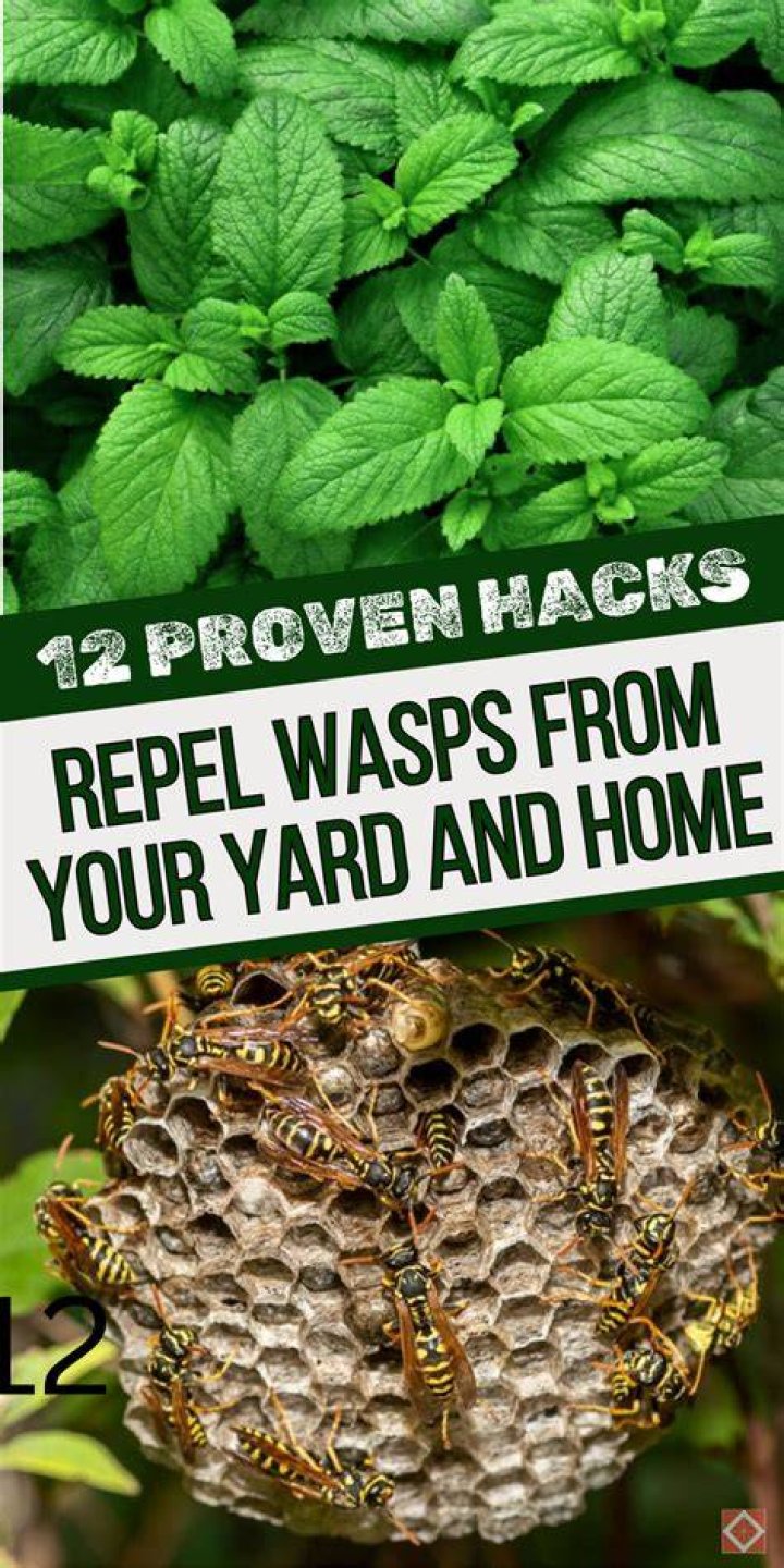 How do you keep wasps away from your garden?