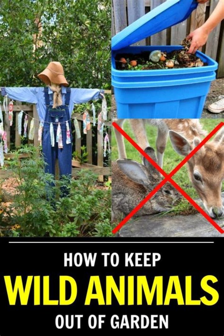 How do you keep wild animals away from your house?