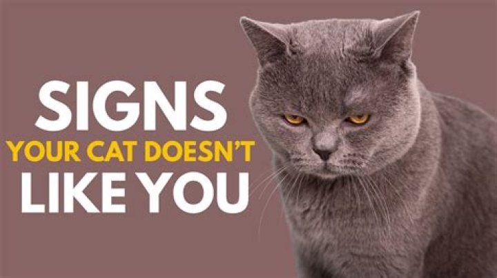 How do you know a cat doesn't like you?
