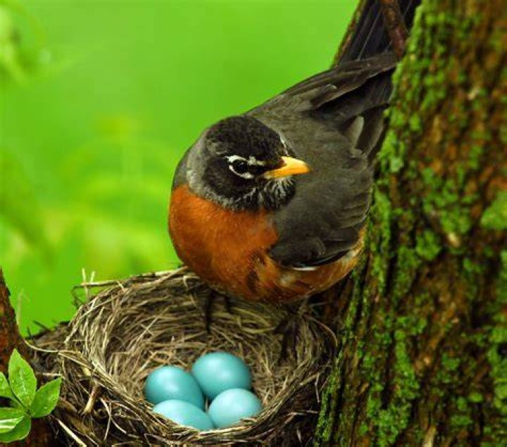 How do you know if a robin has a abandoned nest?