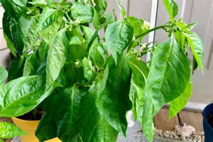 How do you know if you are overwatering pepper plants?