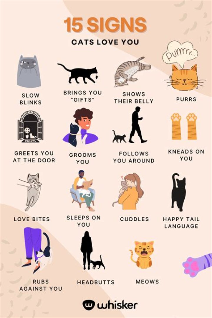How do you know if your cat belongs to someone?