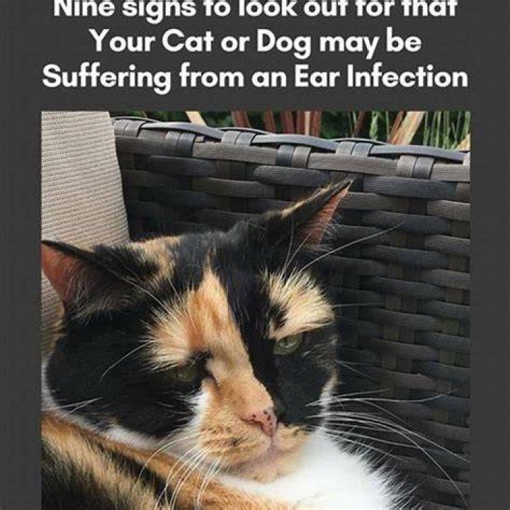 How do you know if your cat is suffering?