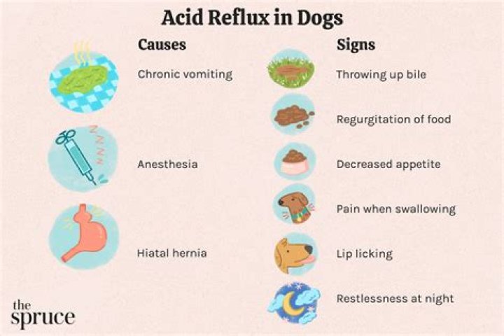 How do you know if your dog has acid reflux?