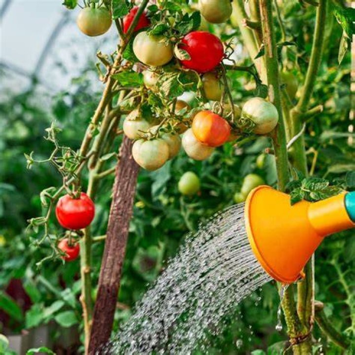 How do you know if your tomatoes are getting too much water?