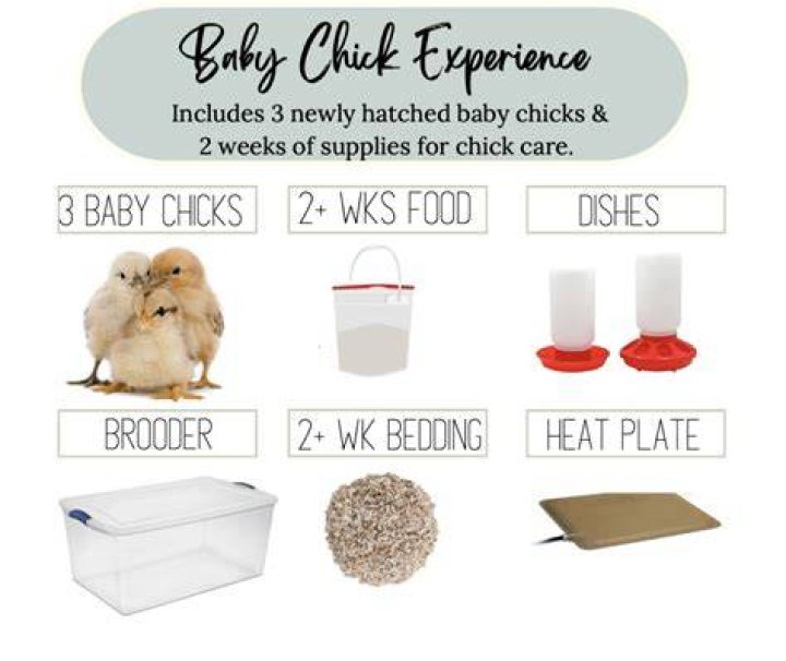 How do you make a baby chick drink?