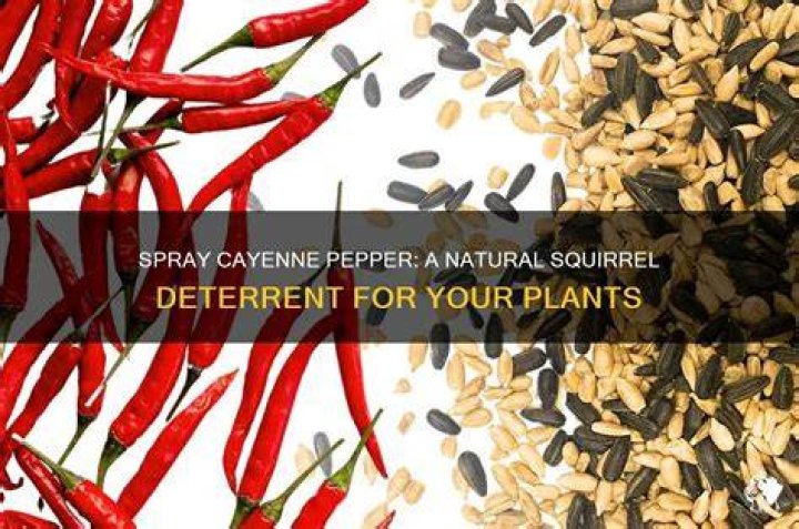 How do you make cayenne pepper spray for squirrels?