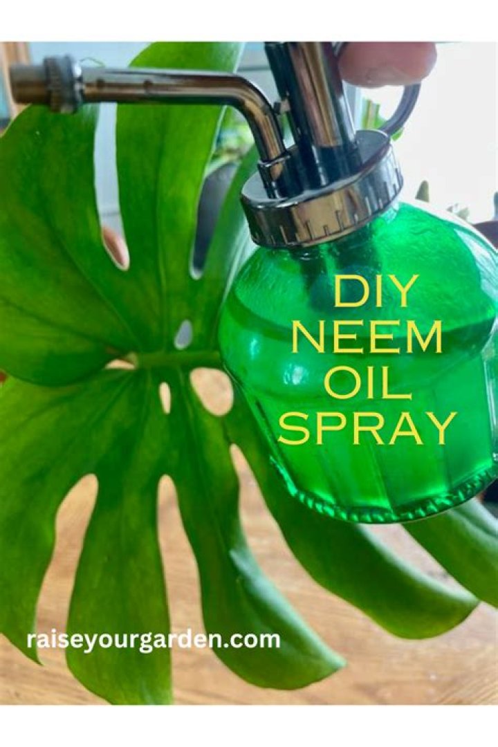 How do you make neem oil spray?