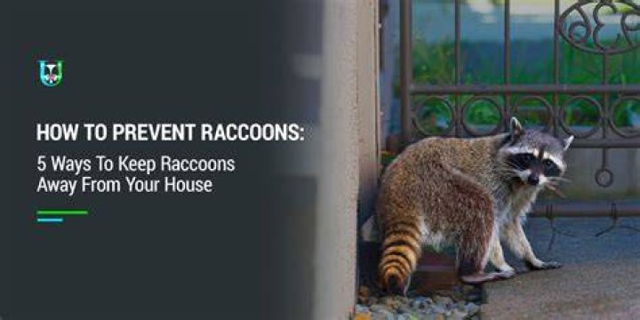 How do you make racoons stay away?
