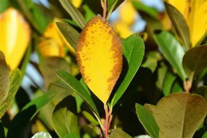 How do you make yellow leaves turn green again?