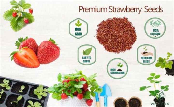 How do you plant wild strawberry seeds?