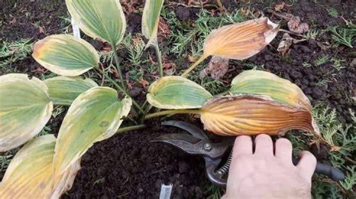 How do you prepare hostas for winter?