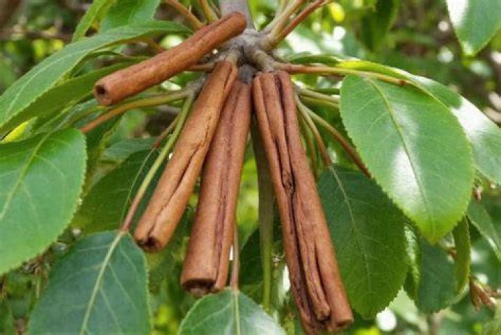 How do you put cinnamon on a plant?