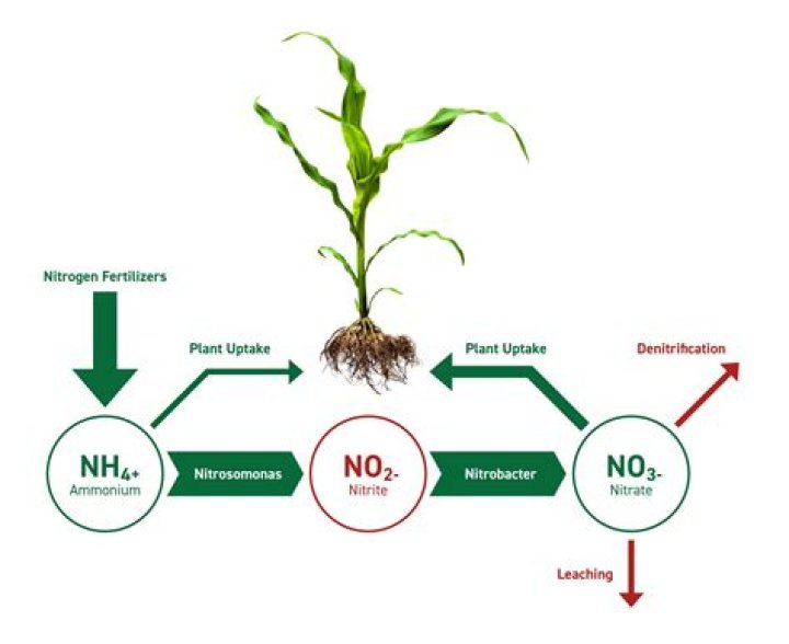 How do you remove excess nitrogen from soil?