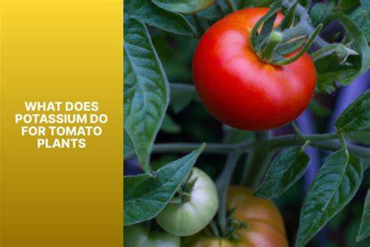 How do you remove potassium from tomatoes?