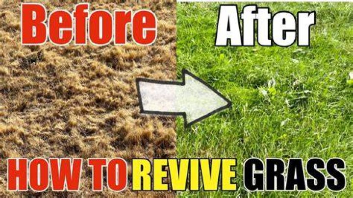 How do you revive a thin lawn?