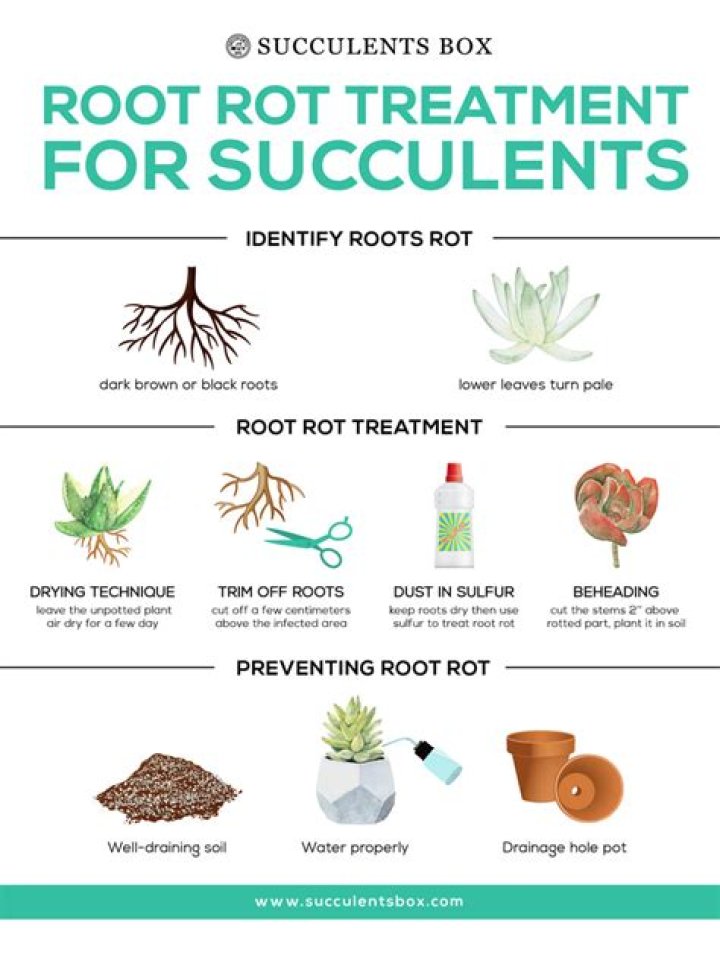 How do you save root rot on succulents?