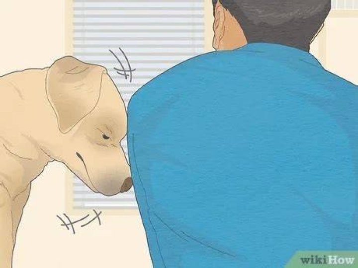 How do you stop a clingy dog?