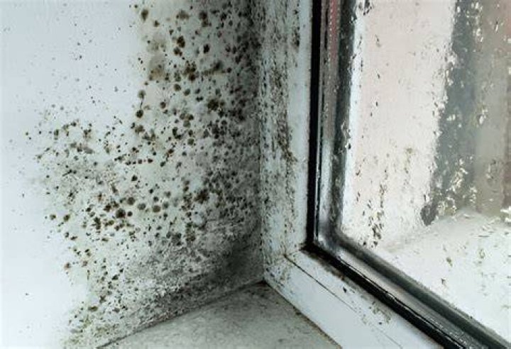 How do you stop mold in a bathroom with no windows?
