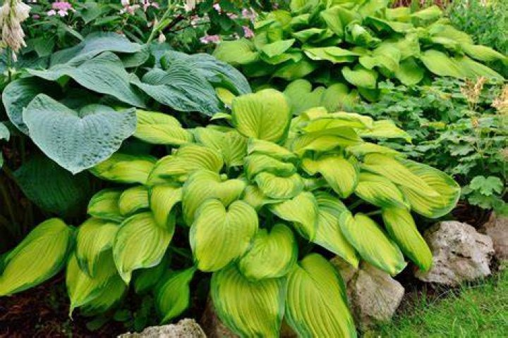 How do you take care of hostas in June?