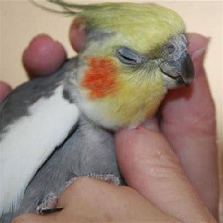 How do you tame a bird that bites you?