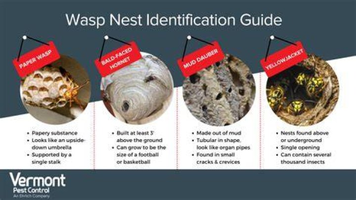 How do you tell if a wasp is building a nest?