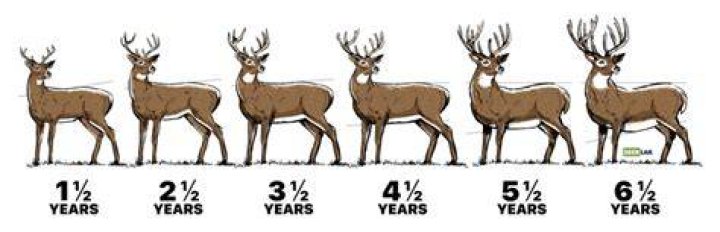 How do you tell if deer are around?