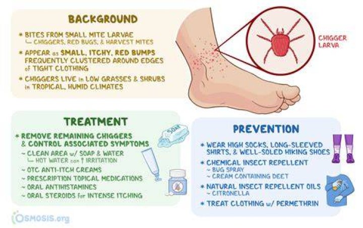 How do you tell if you have chiggers in your bed?