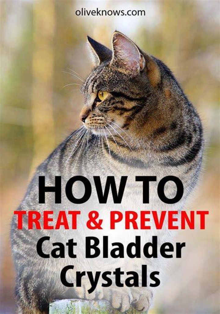 How do you treat bladder crystals in cats?