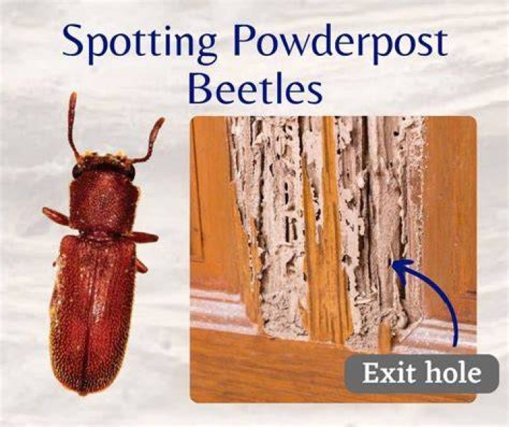 How do you treat powder post beetle infestation?