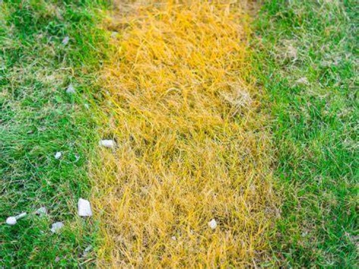 How do you turn yellow grass green?