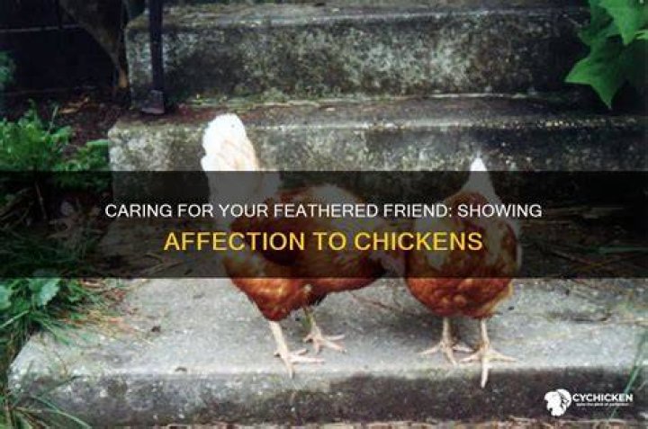 How does a chicken show affection?