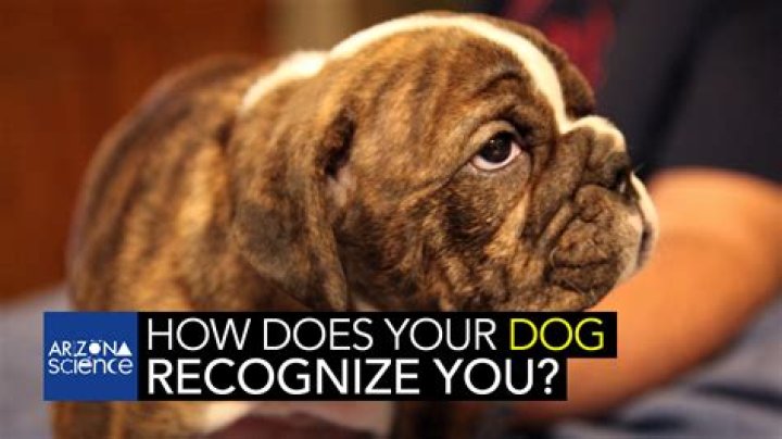 How does a dog recognize its owner?