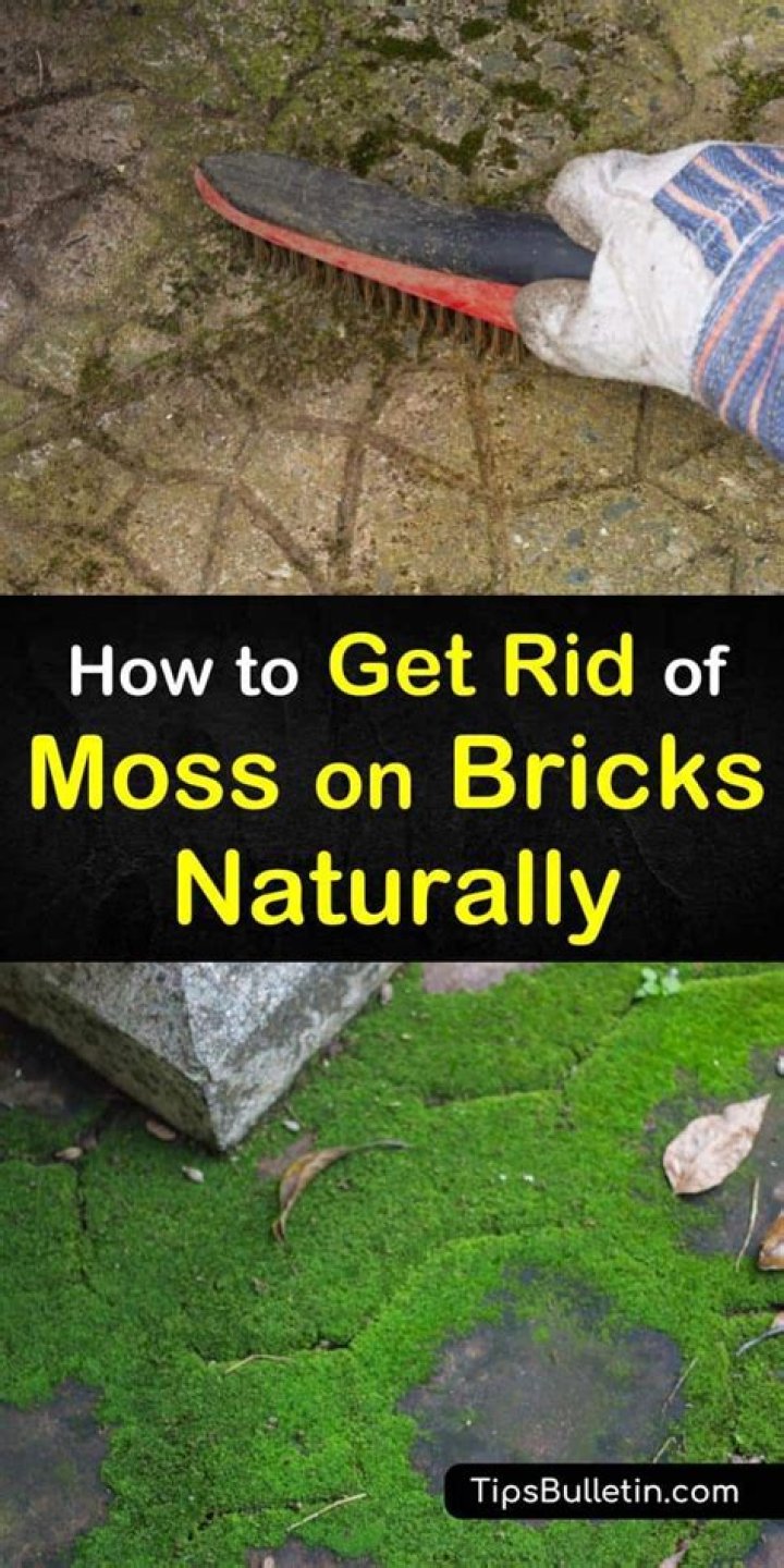 How does vinegar get rid of moss?