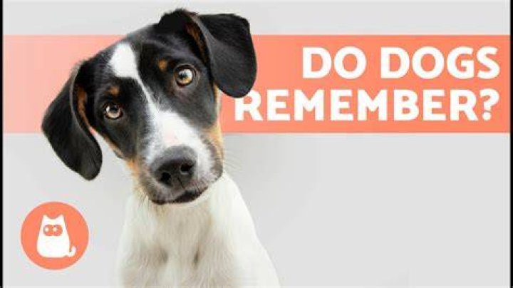 How far back can dogs remember?