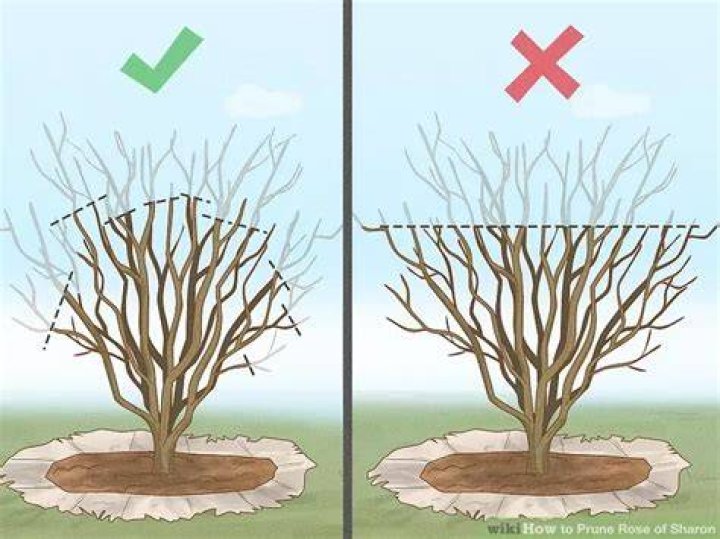 How far back can you cut rose of Sharon?