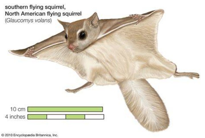 How far can flying squirrels fly?