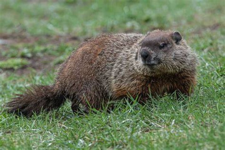 How far do you have to relocate a groundhog?