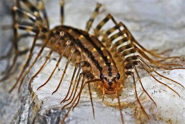 How fast can a centipede run?