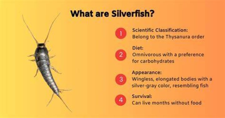 How fast do silverfish multiply?
