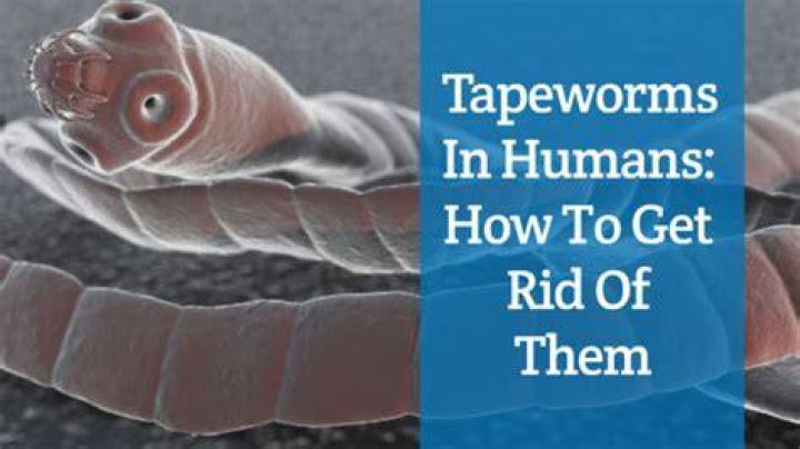 How fast do tapeworms grow in human?
