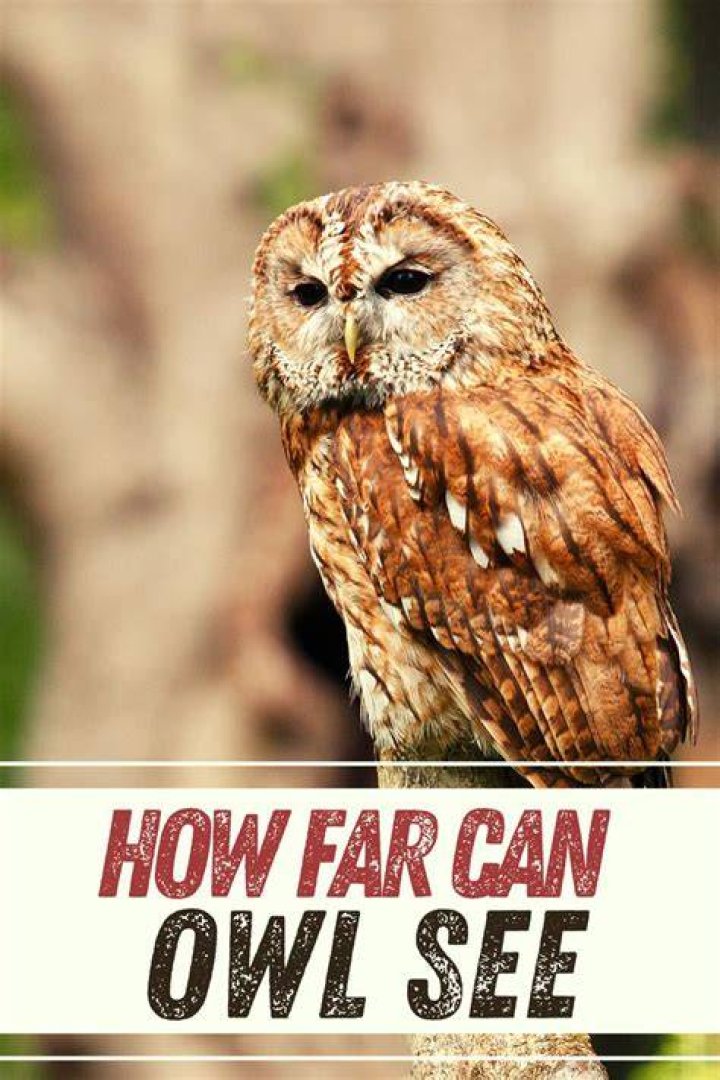 How good can an owl see?
