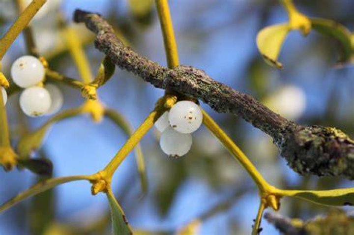 How has mistletoe been used medically?